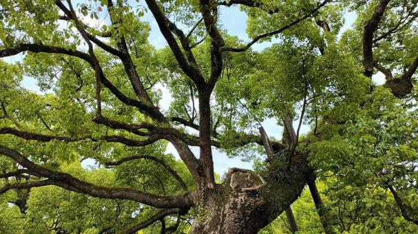 tree 005, cây xanh tươi, trống, rõ ràng thời tiết, JPG