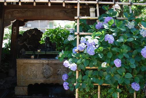 紫陽花9 紫陽花9の写真