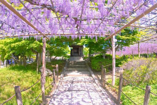 [Aichi Prefecture] Wisteria trellis at Mandaraji Park in Konan City, JPG