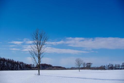 青空の下、雪原に佇む一本の木と長い影 雪原,一本の木,樹木の写真素材