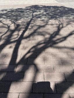 影の芸術 影の芸術の写真