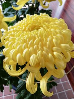 菊3 菊3の写真
