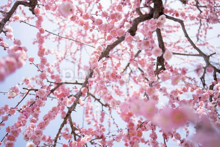横から見るか下から見るか 梅,ピンク,お花の写真素材