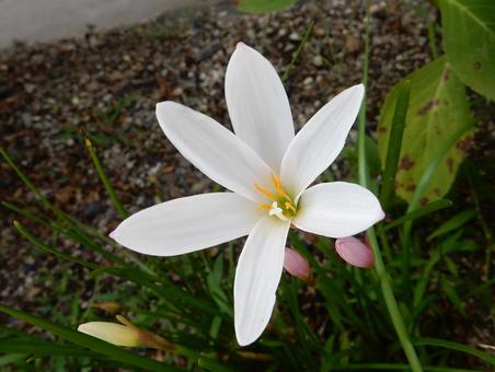 【花の写真】 タマスダレ(玉簾) 【花の写真】 タマスダレ(玉簾)の写真