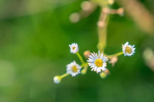 ハルジオンの白い花 ハルジオンの白い花の写真