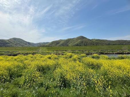 【花の写真】菜の花が咲く風景 【花の写真】菜の花が咲く風景の写真