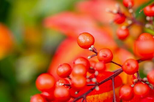 ナンテンの実⒀ 実,ナンテン,植物の写真素材
