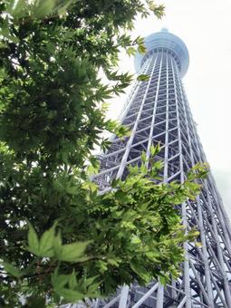 曇り日の東京スカイツリー-46 東京スカイツリー,曇り日,雲の写真素材