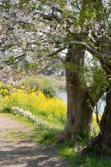 満開の桜と菜の花 満開の桜と菜の花の写真