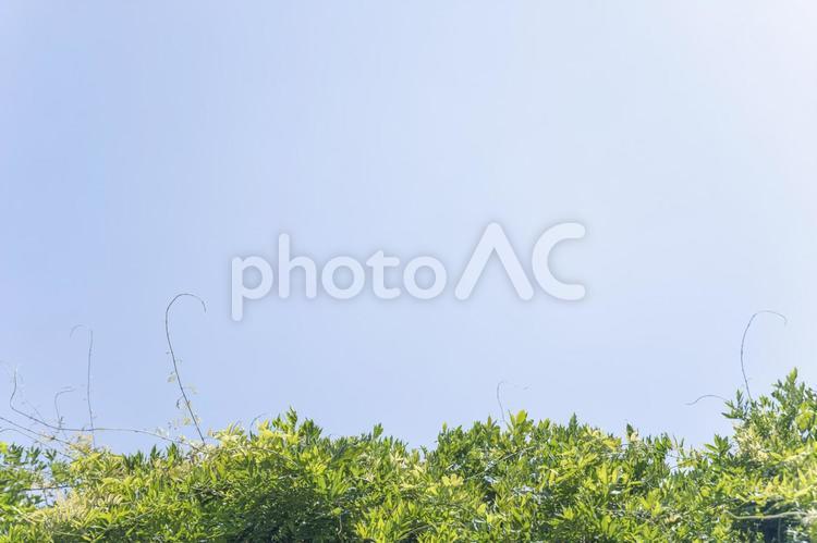 新緑と青空の背景2 新緑,青空,素材の写真素材