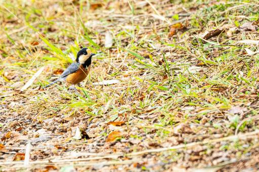 ヤマガラ(33) 野鳥,ヤマガラ,スズメ目の写真素材