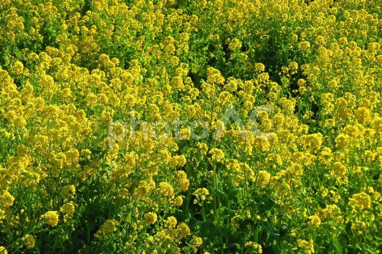 １月上旬の菜の花畑 背景,菜の花畑,菜の花の写真素材