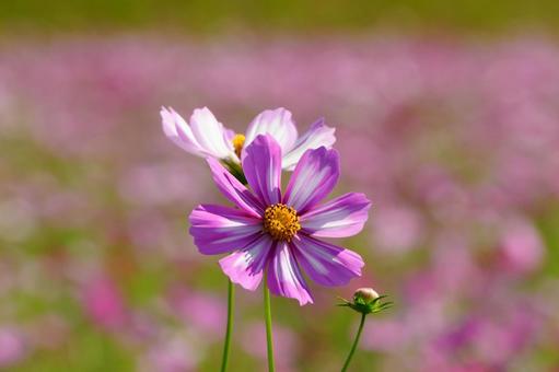 宮崎県西都市の西都原古墳群のコスモス 宮崎県,西都市,西都原古墳群の写真素材