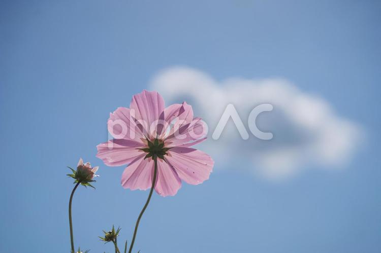 ピンクのコスモスのボタニカルフレーム 花,コスモス,公園の写真素材