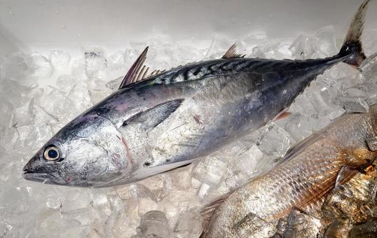 スマカツオ スマカツオ 魚,カツオ,スマカツオの写真素材