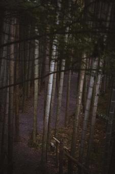 圓光寺の日本庭園の写真