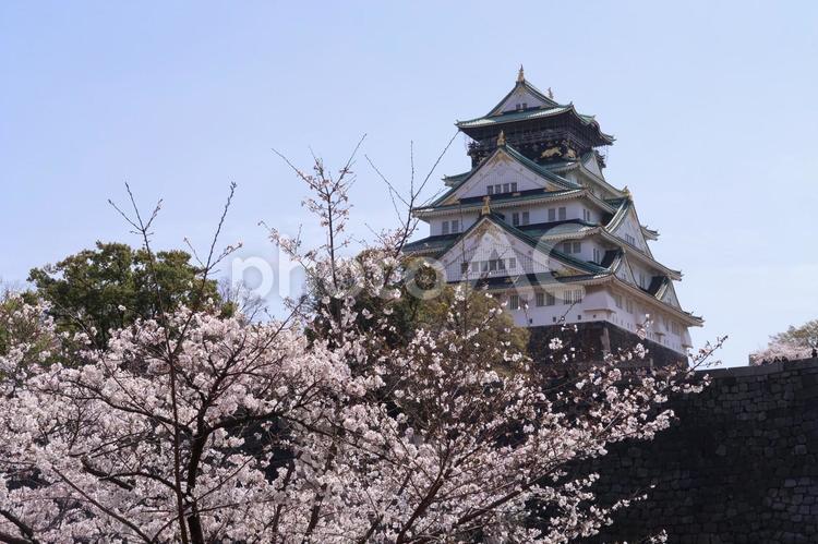 大阪城　天守閣　桜　青空　染井吉野 大阪城,天守閣,春の花の写真素材