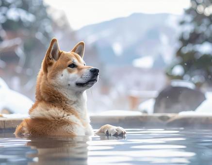 温泉に入る日本犬の冬風景 温泉に入る日本犬の冬風景の写真