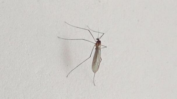 小さな羽虫接写 虫,昆虫,蚊の写真素材