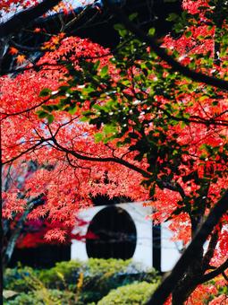 Autumn leaves at Hofukuji Temple | Vertical composition, JPG Autumn leaves at Hofukuji Temple | Vertical composition, JPG