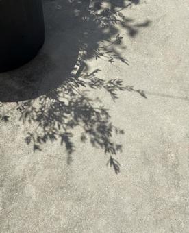 植物の影とコンクリート　素材画像 植物,影,日影の写真素材