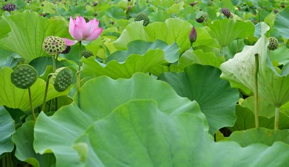 蓮華の息吹 蓮華の息吹の写真