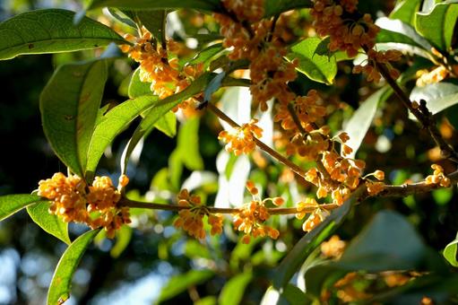 金木犀の花 キンモクセイ,金木犀,秋の写真素材
