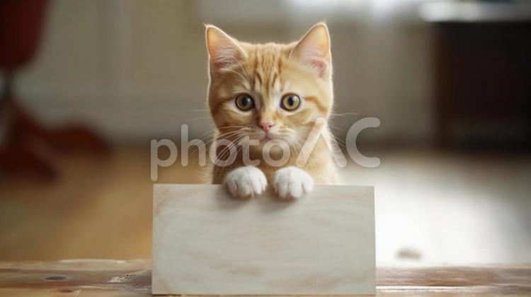 猫の伝言板１０ ネコ,ねこ,猫の写真素材