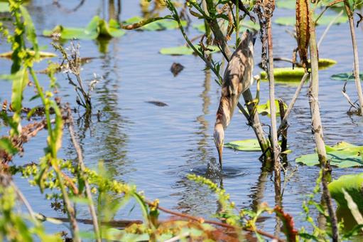 Photo, bird, yellow bittern, wild bird, 