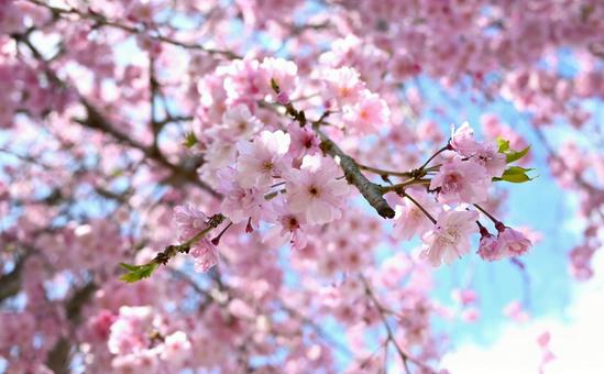 青空と桜 青空と桜の写真