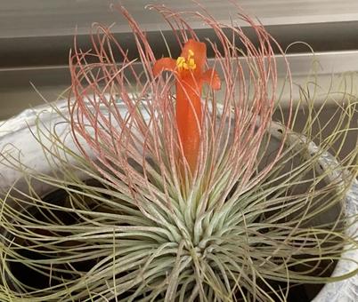 エアプランツチランジアアンドレアナの花 エアプランツチランジアアンドレアナの花 エアプランツ,チランジア,植物の写真素材