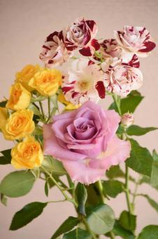 カラフルな薔薇 カラフルな薔薇 スプレーばら,黄色,赤白の写真素材
