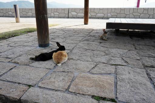 広島 大久野島 日陰で休むウサギ 広島 大久野島 日陰で休むウサギ うさぎ,兎,卯の写真素材
