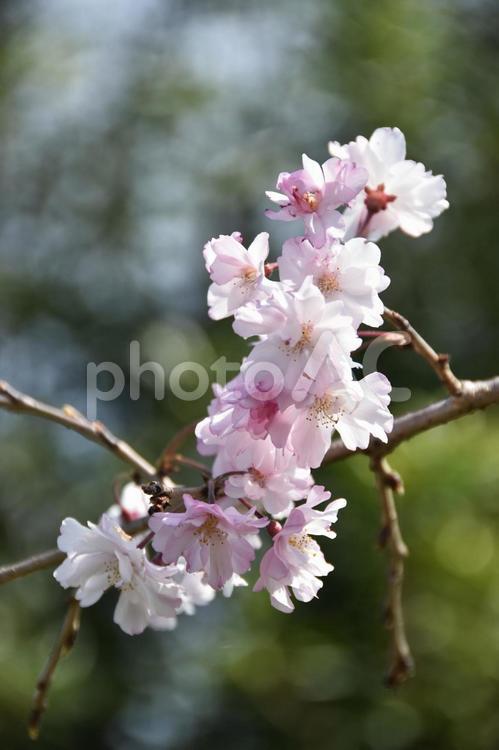 桜（枝垂桜・シダレザクラ） 桜,枝垂桜,花見の写真素材