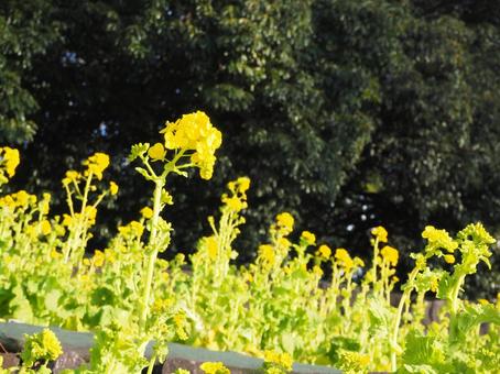 菜の花畑 菜の花畑の写真