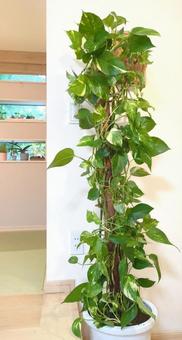 大型観葉植物　ポトス　ヘゴ仕立て10号鉢 大型観葉植物,ポトス,観葉植物の写真素材