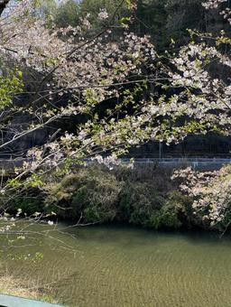 桜と木 桜と木の写真