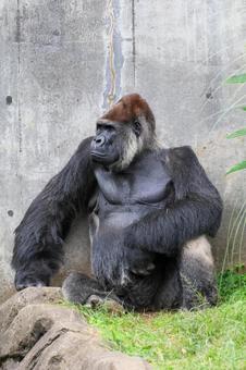 ニシゴリラ ニシゴリラの写真