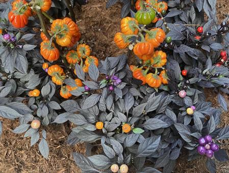 果実 カボチャ  果実 カボチャ の写真