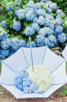 Umbrella with hydrangea ⑤ Umbrella with hydrangea ⑤