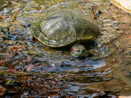 水辺のアカミミガメ 水辺のアカミミガメ アカミミガメ,ミドリガメ,カメの写真素材