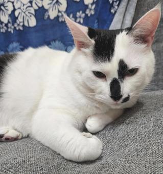 こちらを睨む猫 こちらを睨む猫 猫,ペット,睨むの写真素材