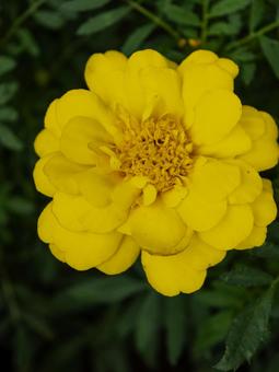 緑に映える黄色の花 花,黄色,植物の写真素材