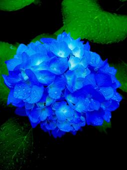 紫陽花 紫陽花の写真