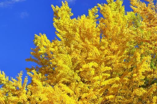 燃燒的秋天, JPG 燃燒的秋天, autumn leaves, yellow leaves, red, JPG
