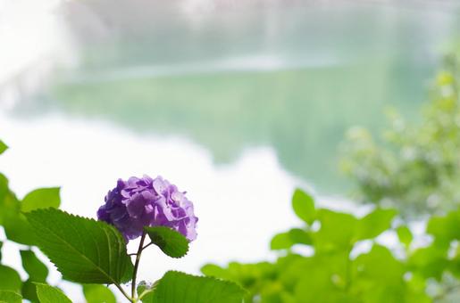 輝く水辺に咲く紫陽花 輝く水辺に咲く紫陽花の写真