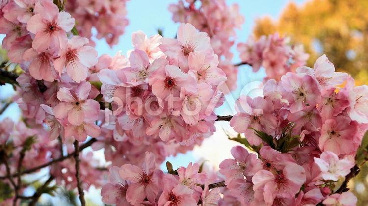 下田白浜神社境内の河津桜 桜,春,花の写真素材