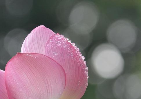 Oga lotus, JPG