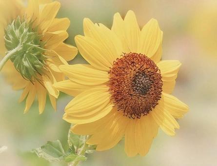 Sunflower, JPG