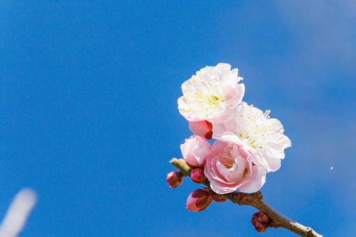 青空に映える可憐な梅の花 梅,迎春,梅の花の写真素材
